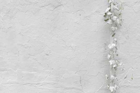 Plant on a White Wall Creates a Beautiful Backgroundの写真素材