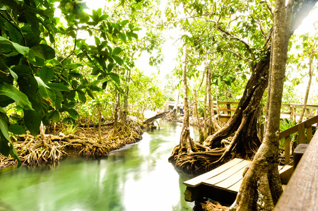 River in Krabi Thailandの写真素材