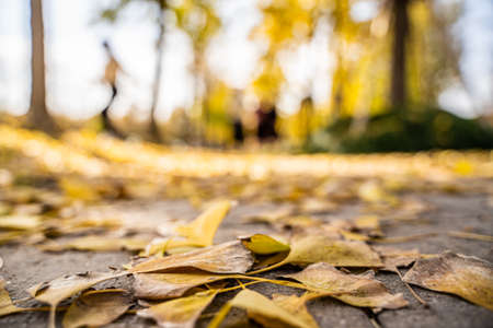 Fallen leaves on the ground in the park. Selective focus.