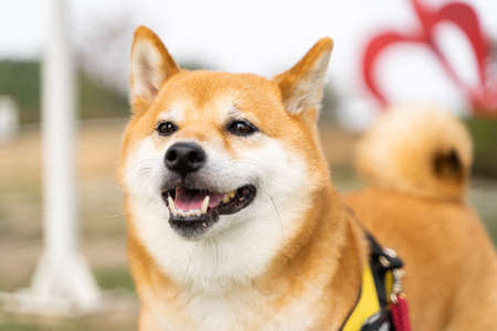 A Japanese Shiba Inu in the park close-upの写真素材