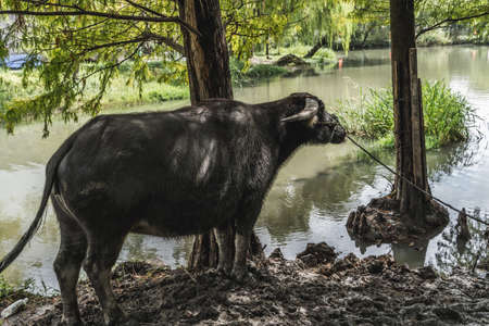 A yak in a farmの写真素材