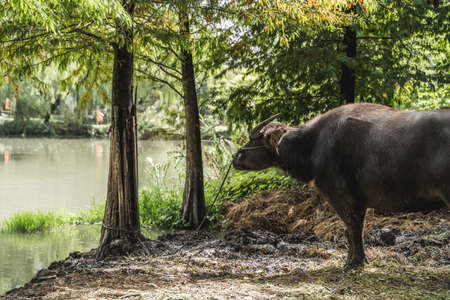 A yak in a farm