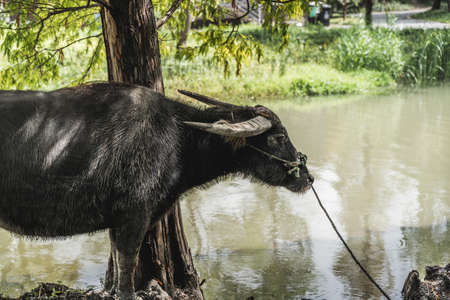 A yak in a farmの写真素材