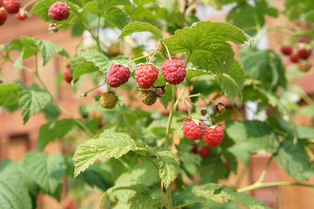Summer's first raspberriesの写真素材