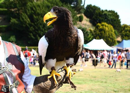 Eagleの写真素材