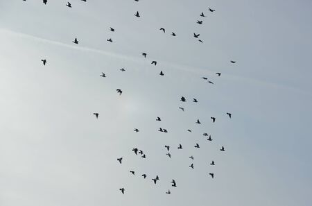 Doves in the blue skyの写真素材