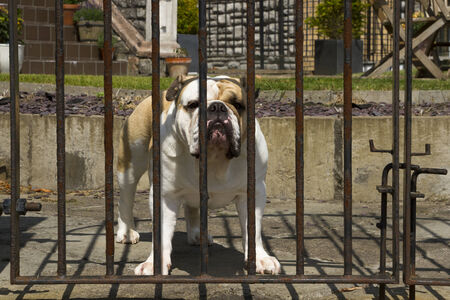 A Guard Dog behind a gateの写真素材