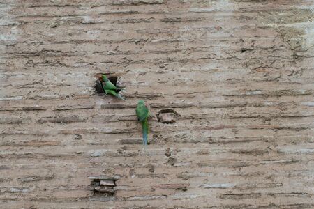 Rose Ringed parakeets on the wallの写真素材