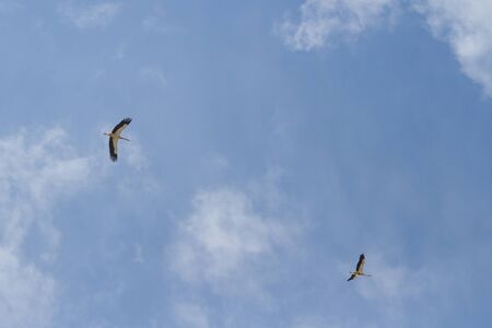 Two storks in the skyの写真素材