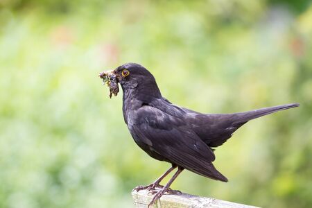 Blackbird with foodの写真素材