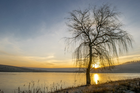 Sunrise treeの写真素材