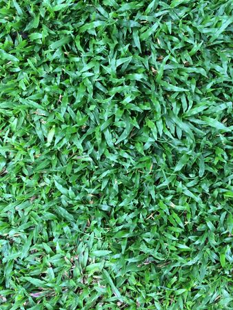 Green grass texture.の素材