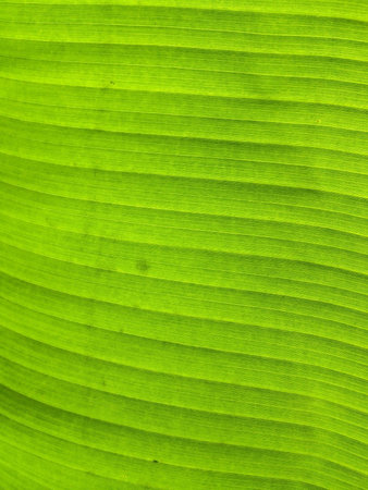 Banana leaf texture.の素材