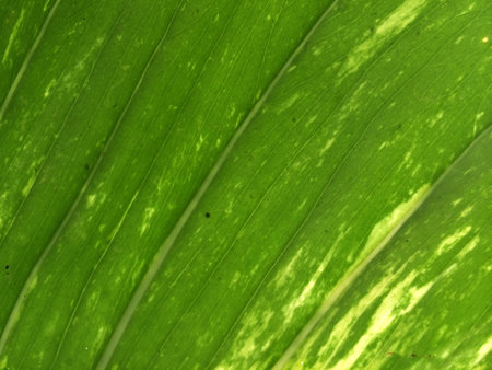 Green leaf textureの素材