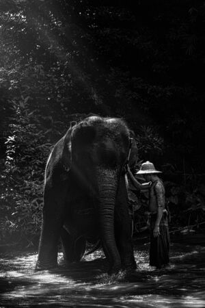 Man with elephantの素材
