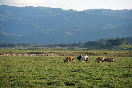 Cow grazing on farmland.の写真素材