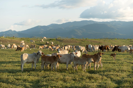 Cow grazing on farmland.の写真素材