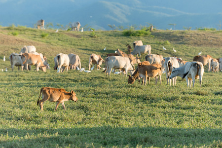 Cow grazing on farmland.の写真素材