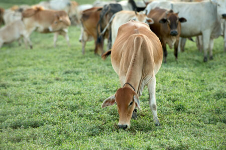 Cow grazing on farmland.の写真素材