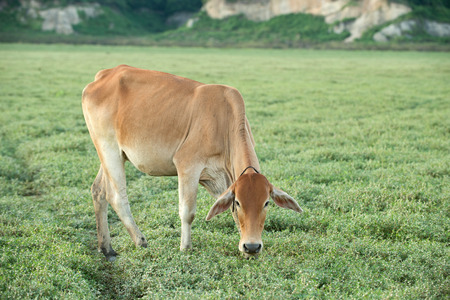 Cow grazing on farmland.の写真素材