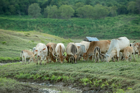 Cow grazing on farmland.の写真素材