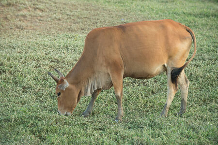 Cow grazing on farmland.の写真素材