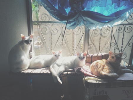 Cats gang showing sunny near windows.の素材