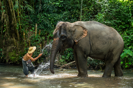 CHIANGMAI THAILAND  AUG 2014:Mahout splashing water to elephant.のeditorial素材