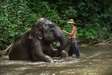 CHIANGMAI THAILAND  AUG 2014: Mahout showering asia elephant in the camp after finish tourist service.のeditorial素材
