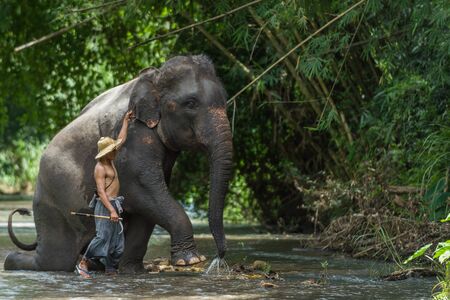 CHIANGMAI THAILAND  AUG 2014: Mahout preparing asia elephant to show for tourist in the camp.のeditorial素材