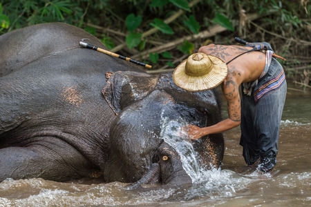 CHIANGMAI THAILAND  AUG 2014: Mahout showering asia elephant in the camp after finish tourist service.のeditorial素材