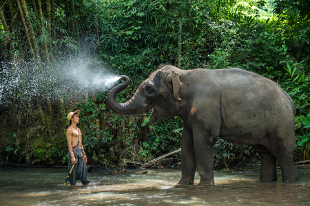CHIANGMAI THAILAND  AUG 2014: Asia elephant spurting water spray controlled by mahout.のeditorial素材