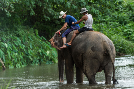 CHIANGMAI THAILAND  AUG 2014: Tourist riding and learning to control asia elephants with mahout teacher in the river.のeditorial素材