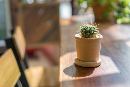 Cactus on table,Daylight from window.の写真素材