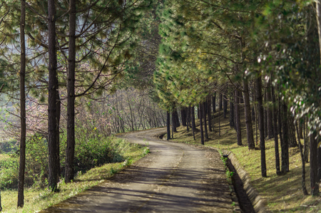 road in forest,thailand winter season,beautiful autumn season,pine tree forest in Thailand.の写真素材