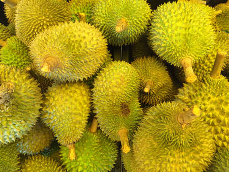 Popular durian fruit in Malaysia. Durian is seasonal fruit
