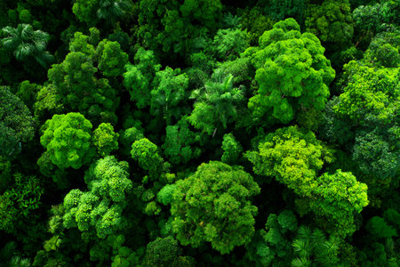 aerial view of dense jungle with repeating foliage texture, nature background, exotic wildernessの素材