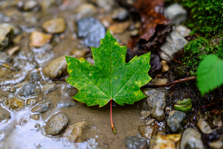 Wet forest floor with mottled green maple leaf close to gently flowing streamの素材