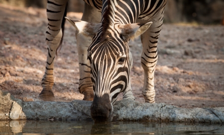 Zebraの写真素材