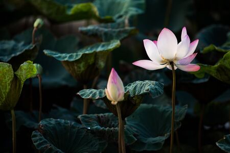 Beautiful pink waterlily or lotus flower in pond.の写真素材