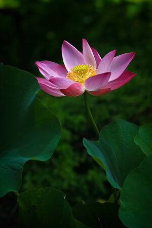 Beautiful pink waterlily or lotus flower in pond.の写真素材