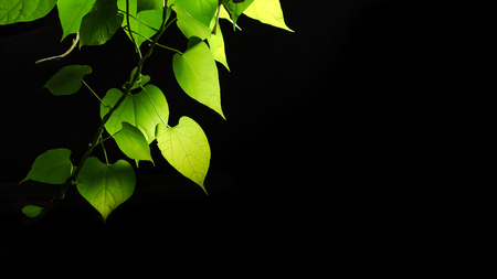 Fresh green leaves on black background.の写真素材