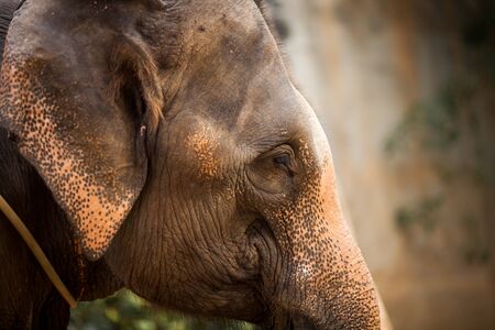 Close up of a large elephant.の写真素材