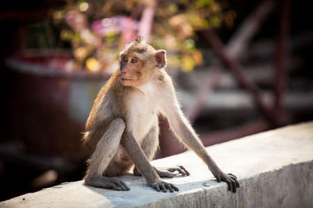 A resting monkey at the concrete.の写真素材