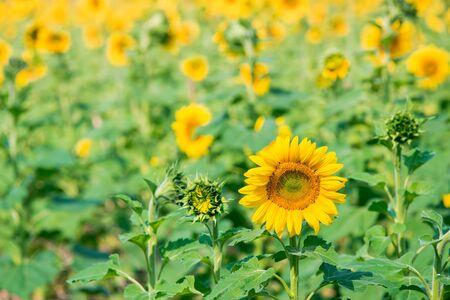 Beautiful landscape with sunflowers field.の写真素材