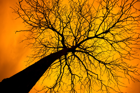Silhouette of a tree without leaves on yellow background.