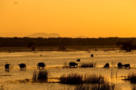 Herd of buffaloes in water. Black silhouette of a buffalo herd in the evening.の写真素材