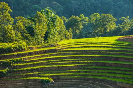 Valley among the rice terraces. Rice cultivation.の写真素材