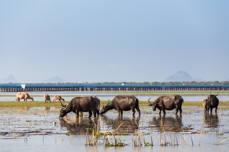 Buffalo herds feeding in the lagoon.の写真素材