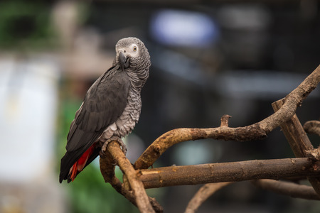 African gray parrot bird.